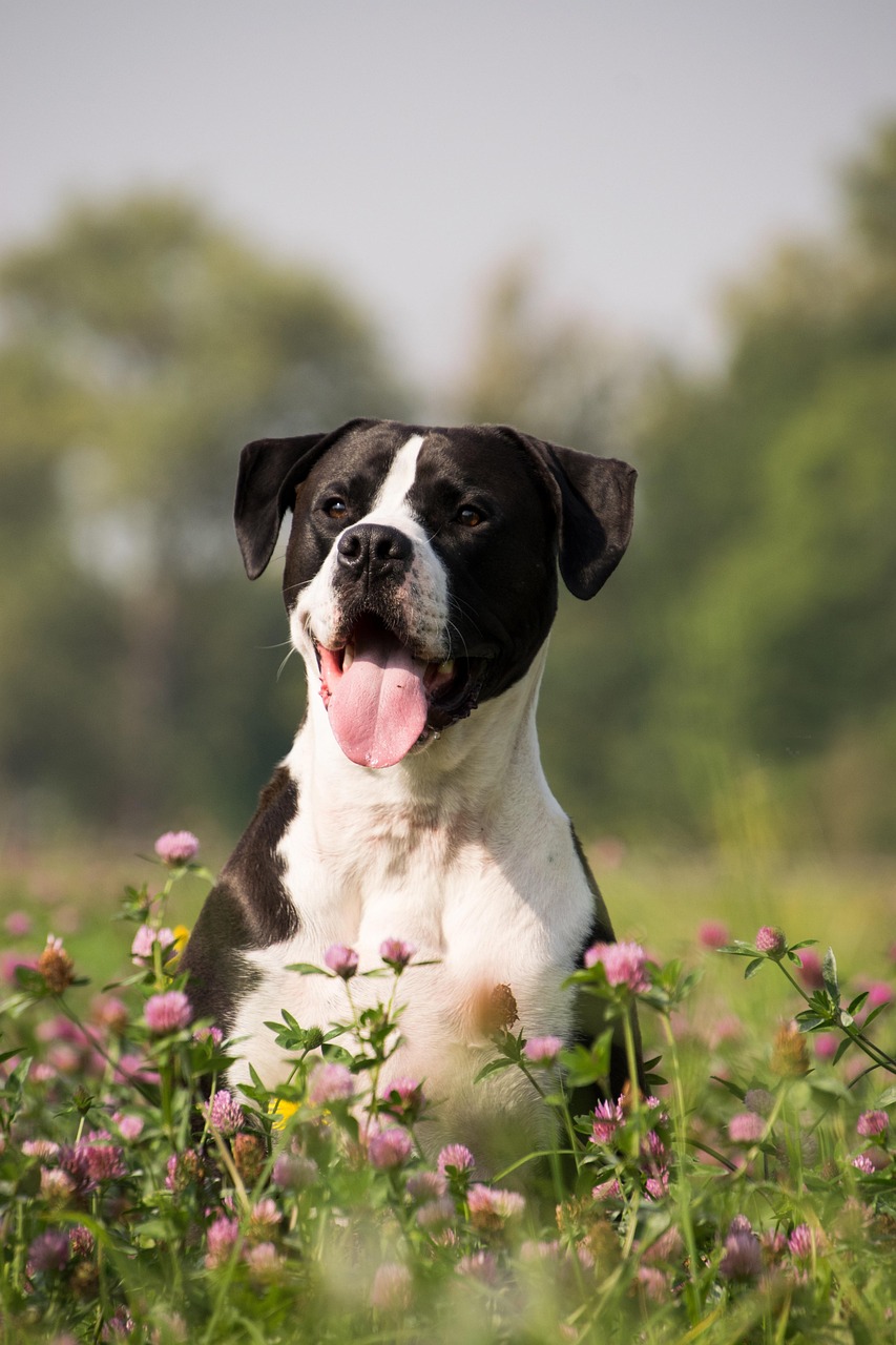 Original photo of a black-and-white boxer sitting in a clover meadow