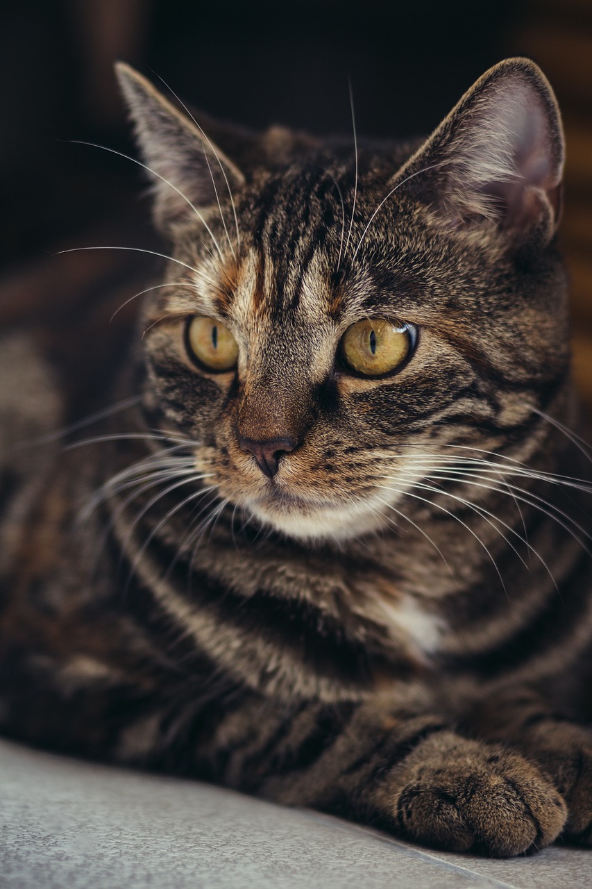 Original photo of a tabby cat resting indoors