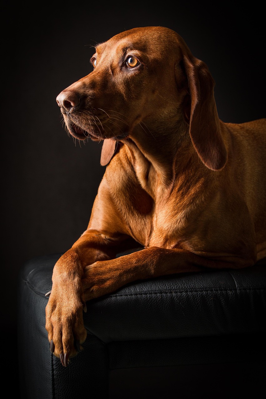Original photo of a Vizsla dog reclining in warm light