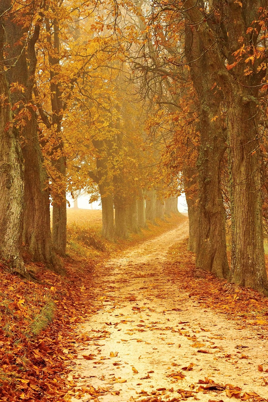 Original photo of a foggy autumn avenue, bare trees either side of a leaf-covered track