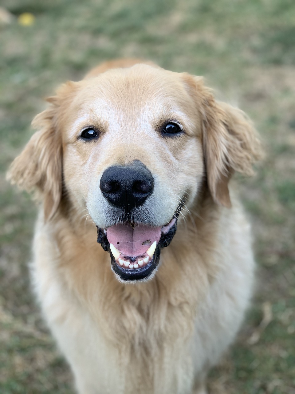 Original photo of a golden retriever