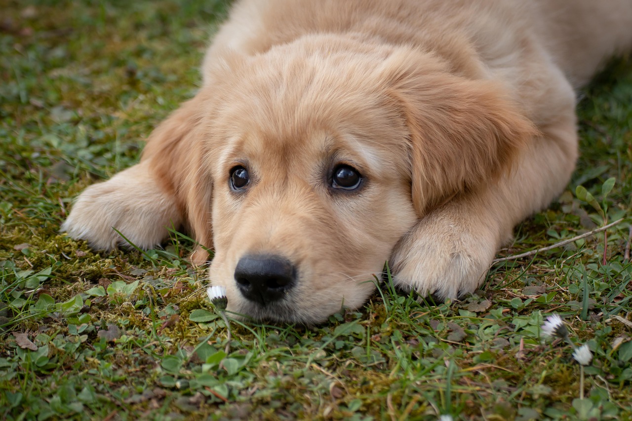 Phone photo of a golden retriever puppy lying in grass, looking at the camera