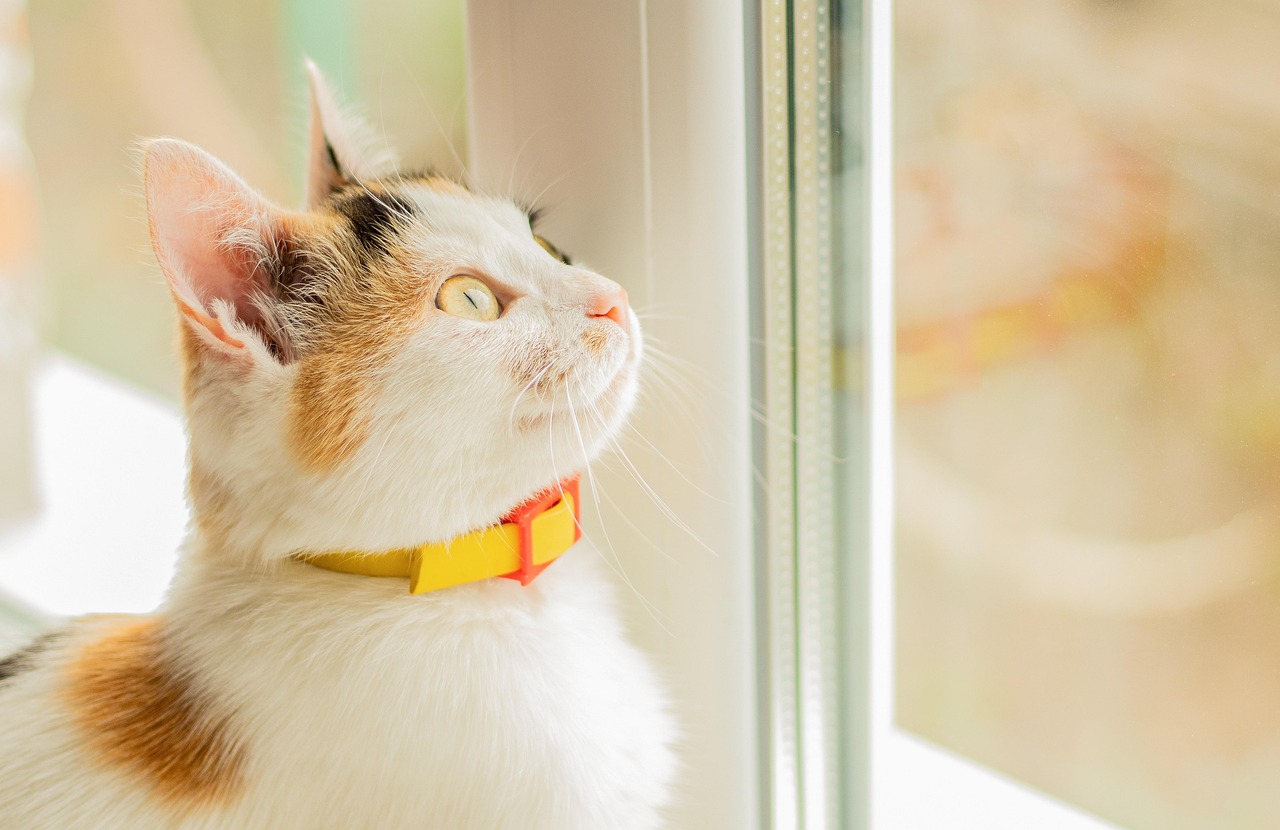 Photo of a calico cat gazing out of a sunny window