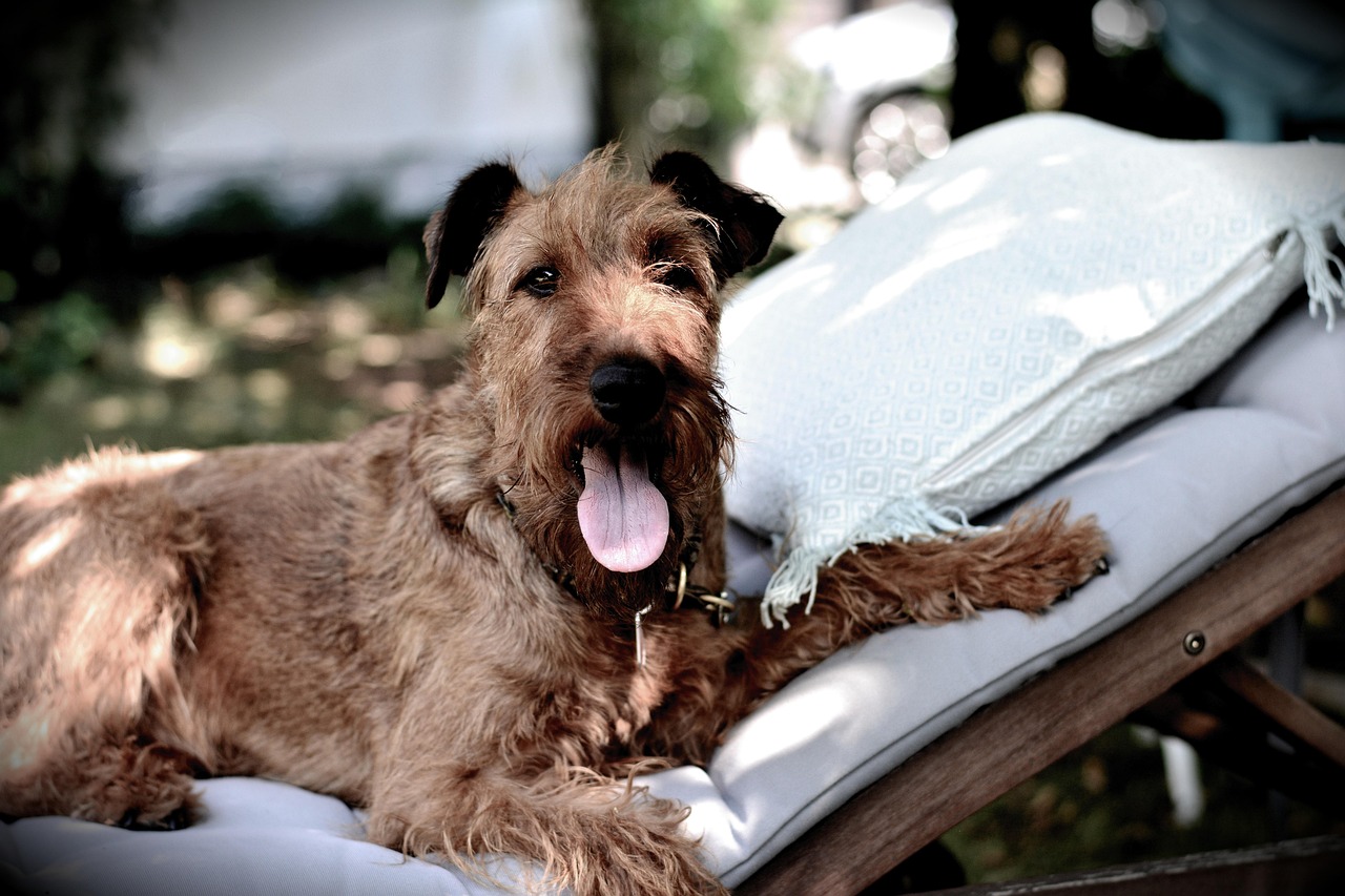 Photo of an Irish terrier lying on a garden lounger, tongue out