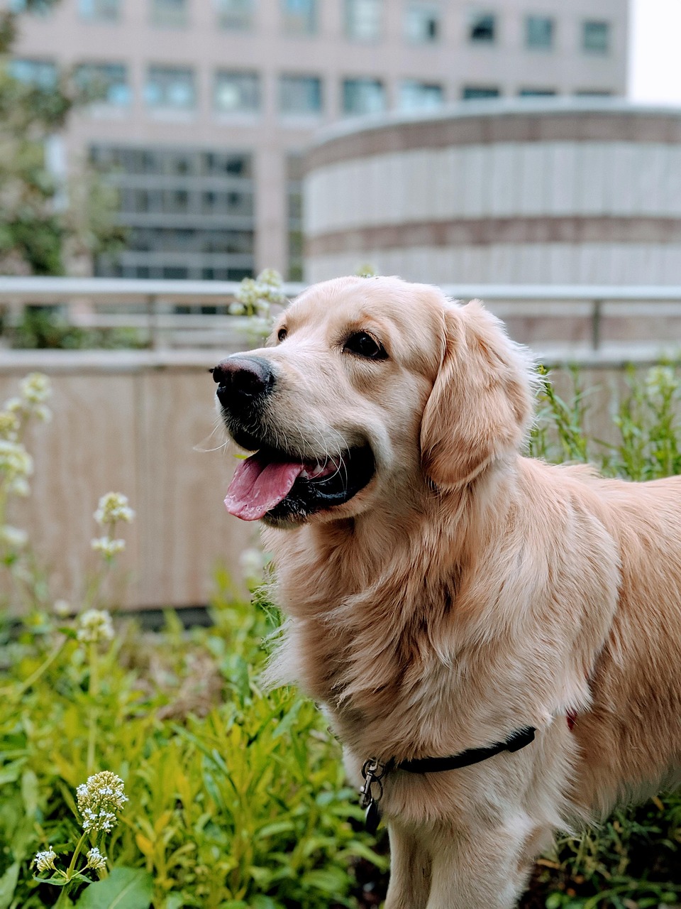 Original photo of a golden retriever standing in warm afternoon light
