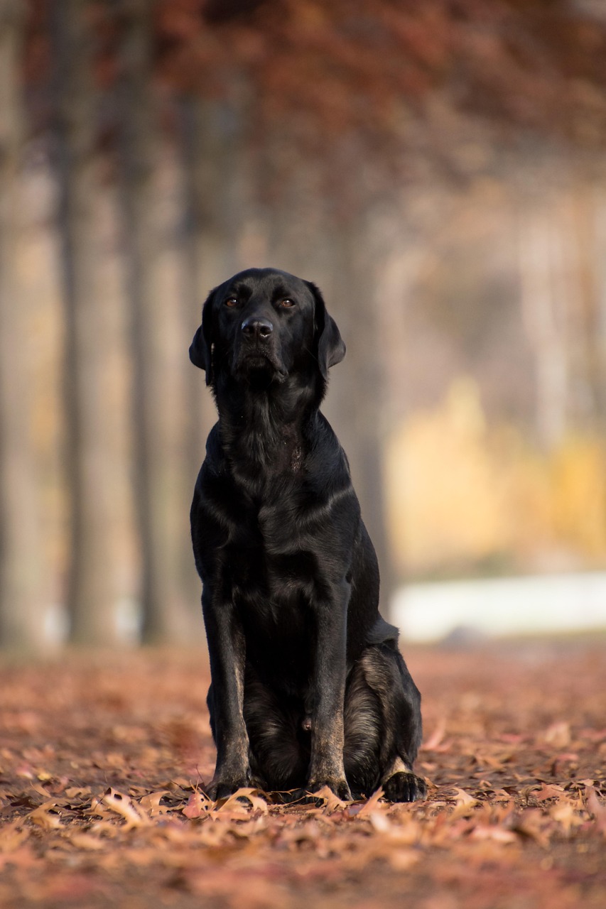 Original photo of a black Labrador sitting among autumn leaves