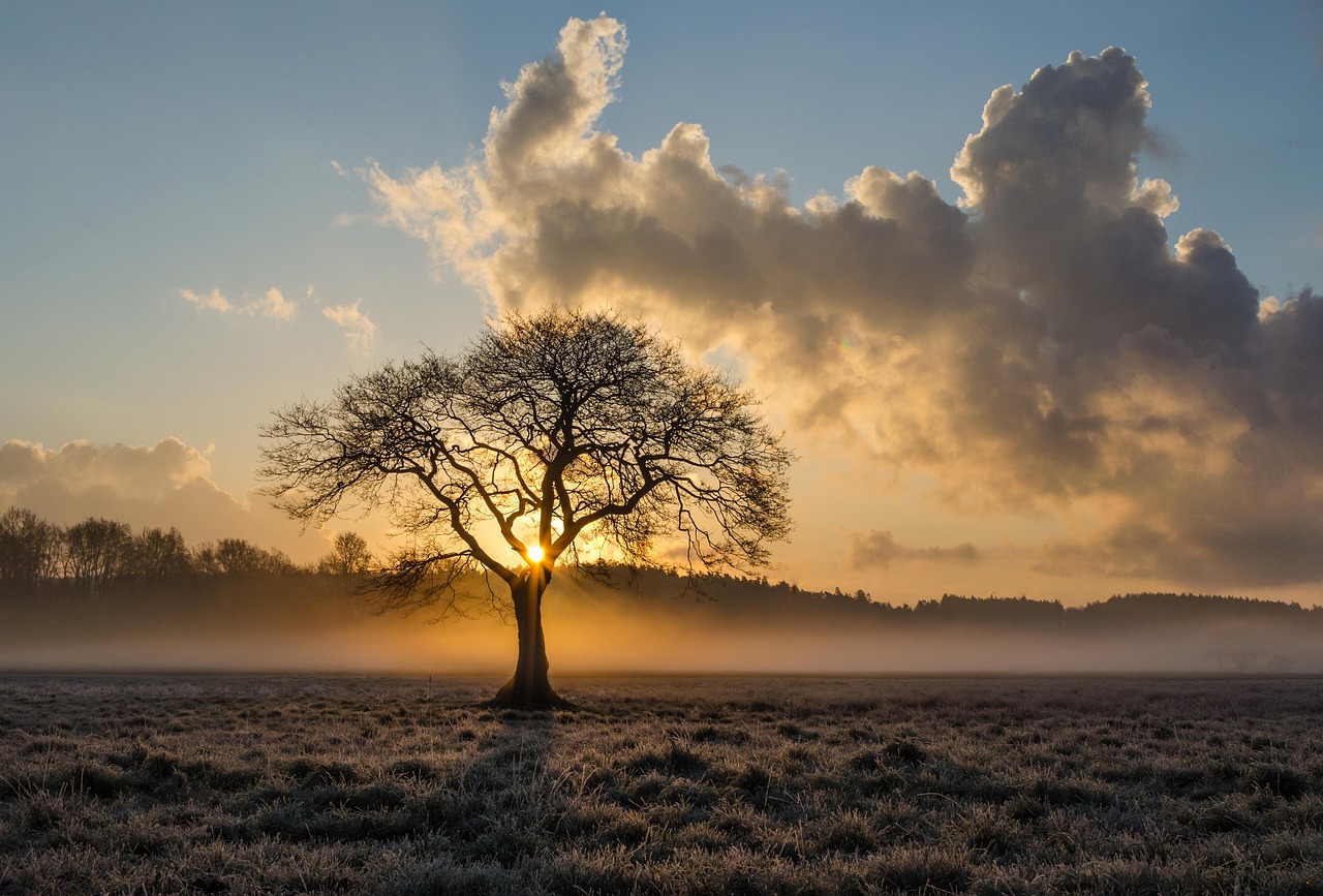 Original photo of a lone bare tree in a frosty field, low sun behind the trunk