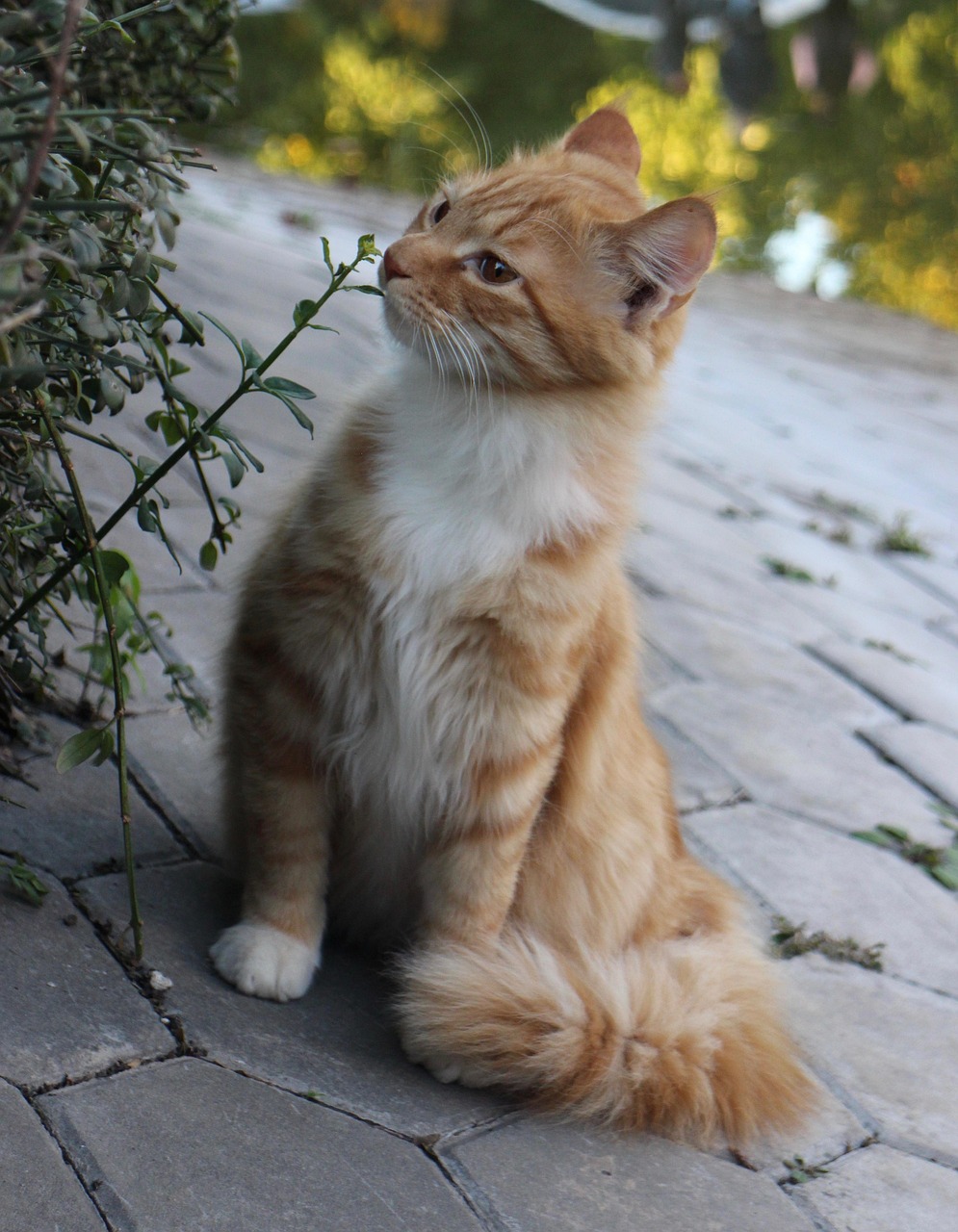 Photo of a ginger cat sitting on a stone patio in soft evening light