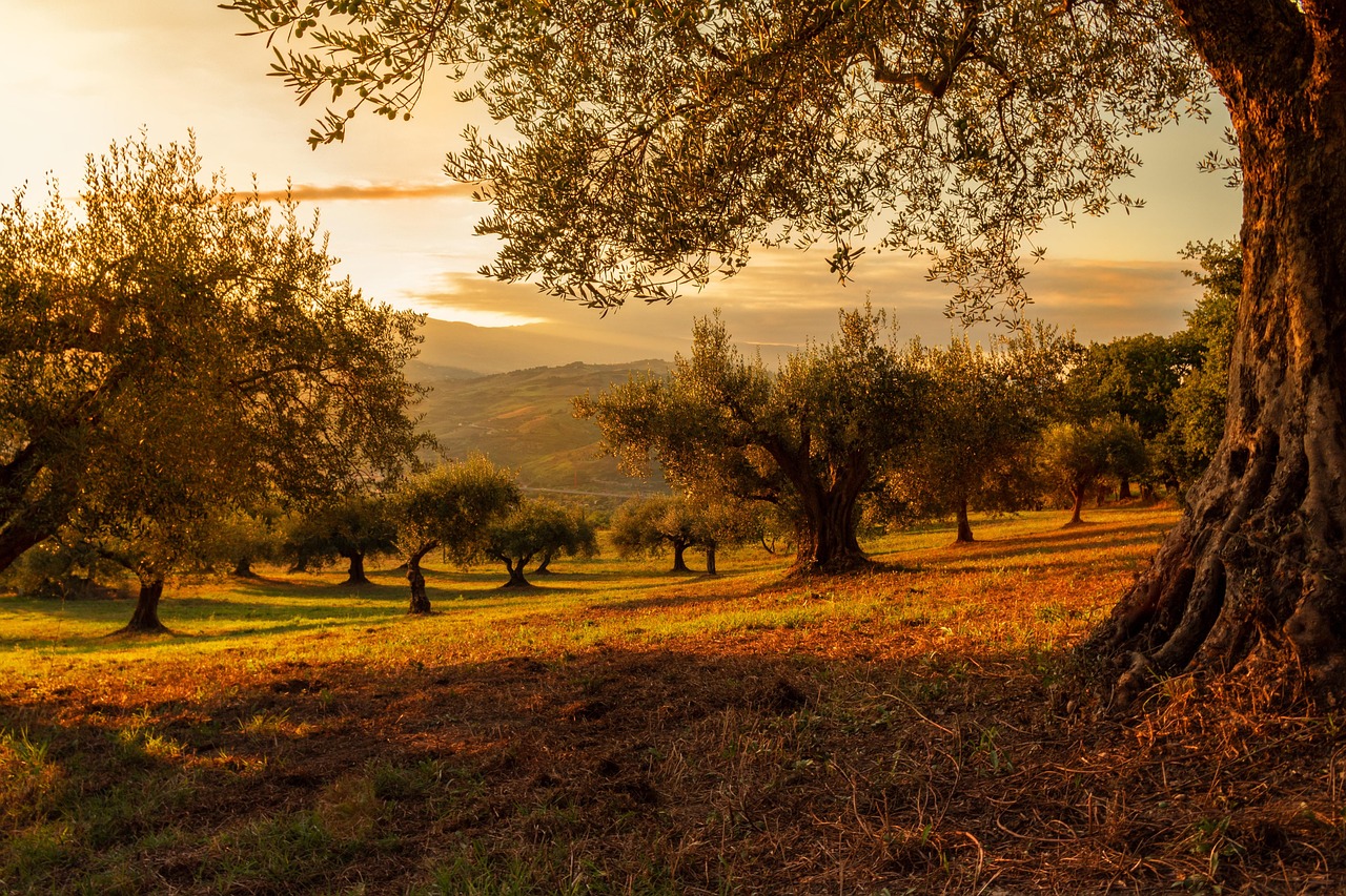 Photo of an olive grove in warm evening light
