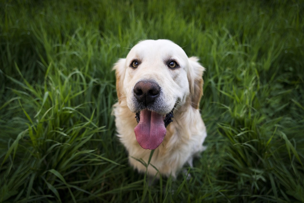 Photo of a golden retriever sitting in grass, looking at the camera