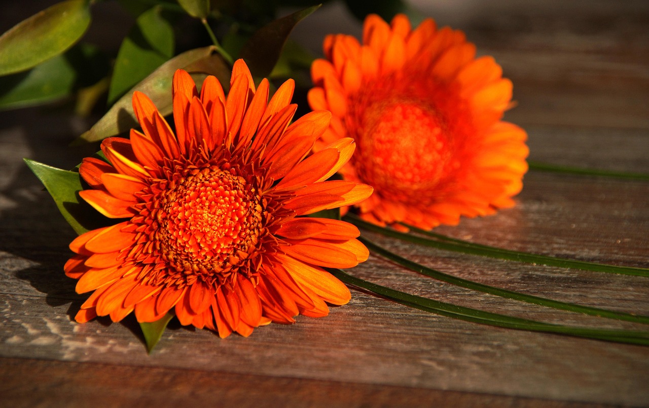 Photo of two orange gerbera flowers resting on a wooden table