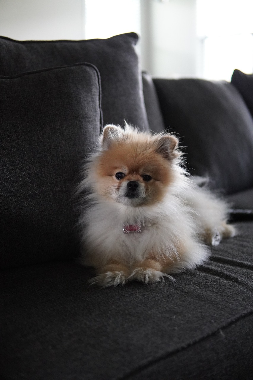 Photo of a tan-and-cream Pomeranian resting on a grey sofa